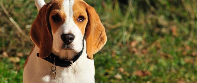 beagle